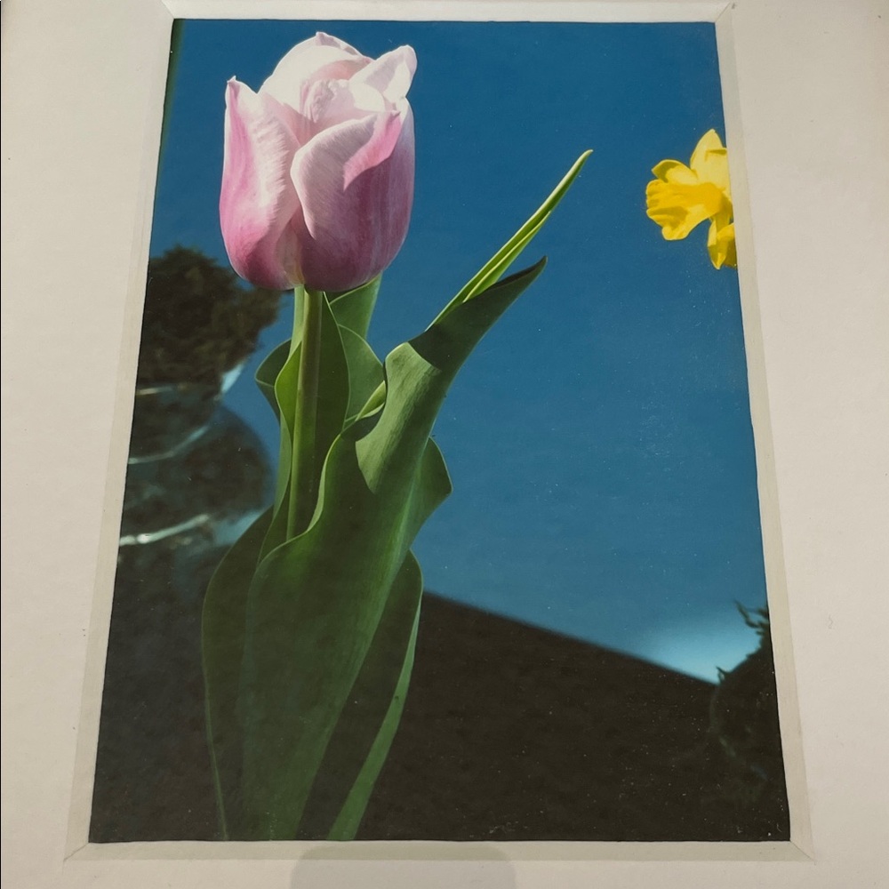 Tulip Photo “Flower Show”